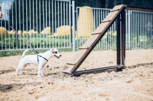 В России утвердили единые требования к площадкам для выгула и дрессировки собак