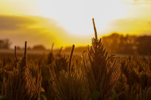 Утвержден ГОСТ на нерафинированное амарантовое масло