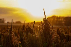 Утвержден ГОСТ на нерафинированное амарантовое масло